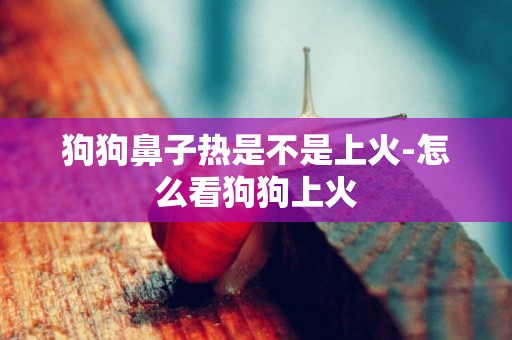 狗狗鼻子熱是不是上火-怎么看狗狗上火