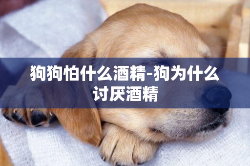 狗狗怕什么酒精-狗為什么討厭酒精
