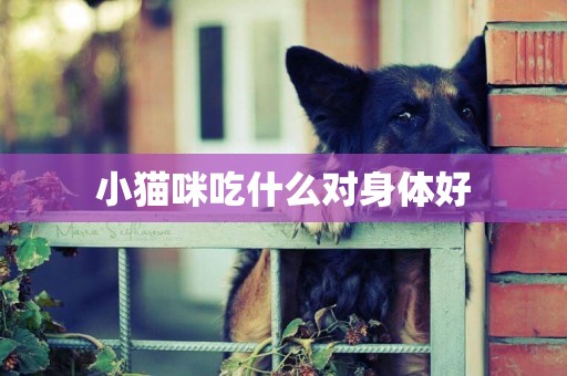 小貓咪吃什么對身體好