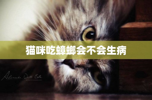 貓咪吃蟑螂會不會生病