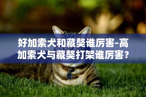 好加索犬和藏獒誰厲害-高加索犬與藏獒打架誰厲害？