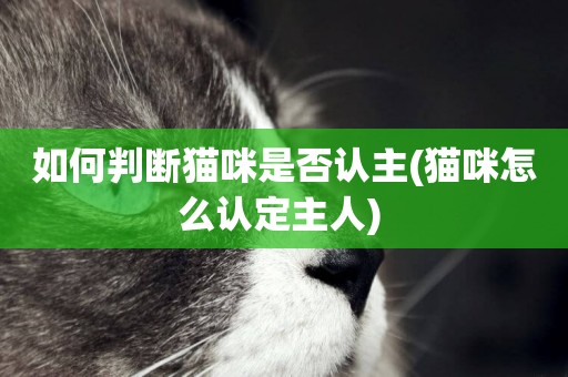 如何判斷貓咪是否認主(貓咪怎么認定主人) 
