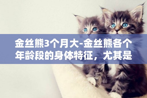 金絲熊3個月大-金絲熊各個年齡段的身體特征，尤其是兩月齡的特征