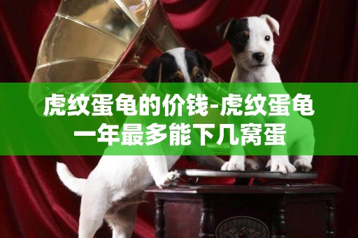 虎紋蛋龜的價錢-虎紋蛋龜一年最多能下幾窩蛋