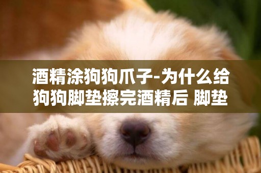 酒精涂狗狗爪子-為什么給狗狗腳墊擦完酒精后 腳墊就一直涼涼的
