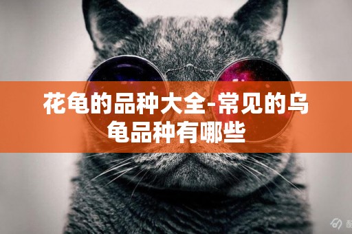 花龜的品種大全-常見的烏龜品種有哪些