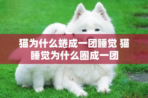 貓為什么蜷成一團睡覺 貓睡覺為什么圈成一團