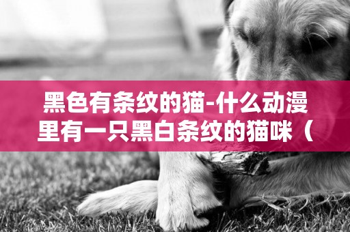 黑色有條紋的貓-什么動漫里有一只黑白條紋的貓咪（有圖）