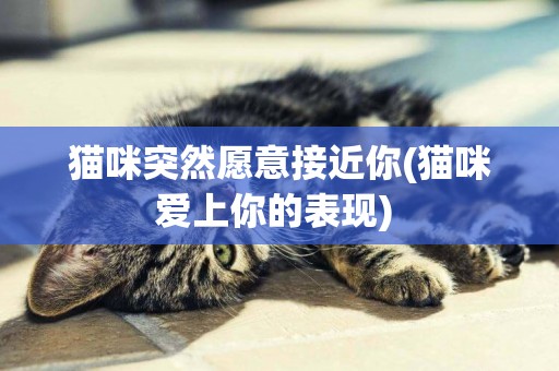 貓咪突然愿意接近你(貓咪愛上你的表現) 