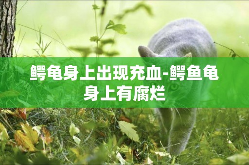 鱷龜身上出現充血-鱷魚龜身上有腐爛