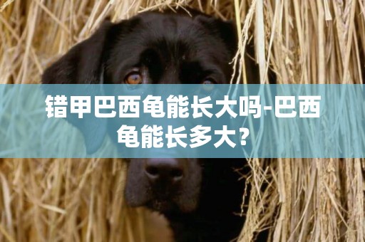 錯甲巴西龜能長大嗎-巴西龜能長多大？