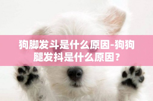 狗腳發斗是什么原因-狗狗腿發抖是什么原因？