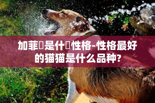 加菲貓是什麼性格-性格最好的貓貓是什么品種?