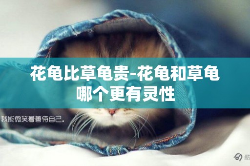 花龜比草龜貴-花龜和草龜哪個更有靈性