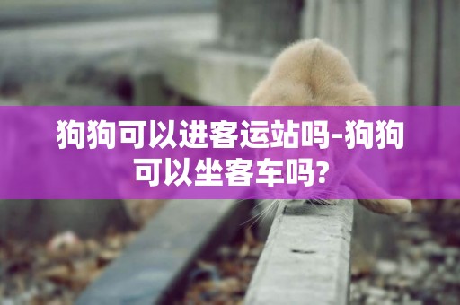 狗狗可以進客運站嗎-狗狗可以坐客車嗎?
