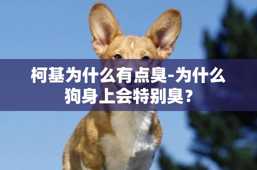 柯基為什么有點臭-為什么狗身上會特別臭？