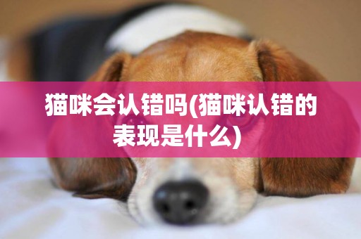貓咪會認錯嗎(貓咪認錯的表現是什么) 