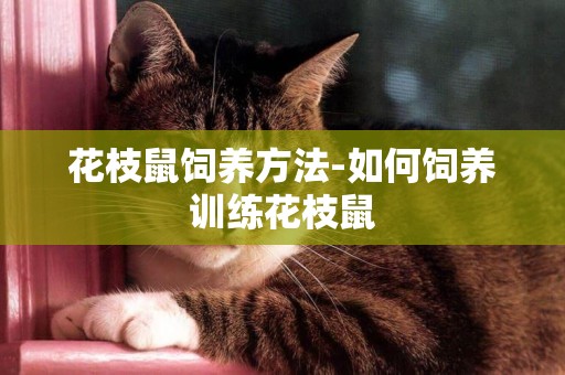 花枝鼠飼養方法-如何飼養訓練花枝鼠