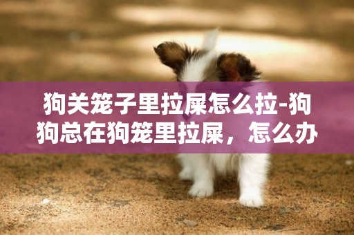 狗關籠子里拉屎怎么拉-狗狗總在狗籠里拉屎，怎么辦