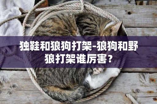 獨鞋和狼狗打架-狼狗和野狼打架誰厲害？