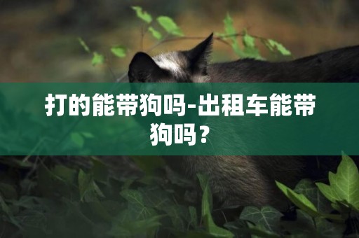 打的能帶狗嗎-出租車能帶狗嗎？