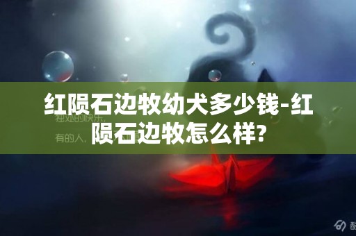 紅隕石邊牧幼犬多少錢-紅隕石邊牧怎么樣?