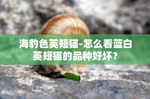 海豹色英短貓-怎么看藍白英短貓的品種好壞？
