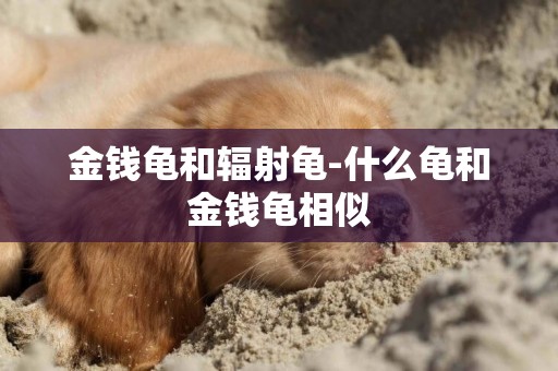 金錢龜和輻射龜-什么龜和金錢龜相似
