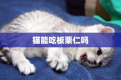 貓能吃板栗仁嗎