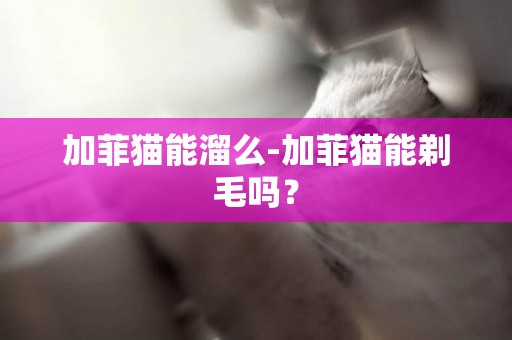 加菲貓能溜么-加菲貓能剃毛嗎？