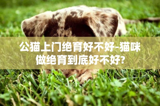 公貓上門絕育好不好-貓咪做絕育到底好不好?