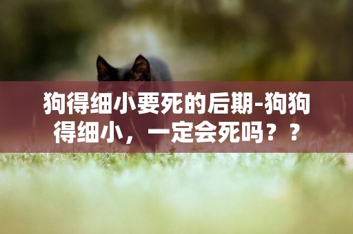 狗得細小要死的后期-狗狗得細小，一定會死嗎？？