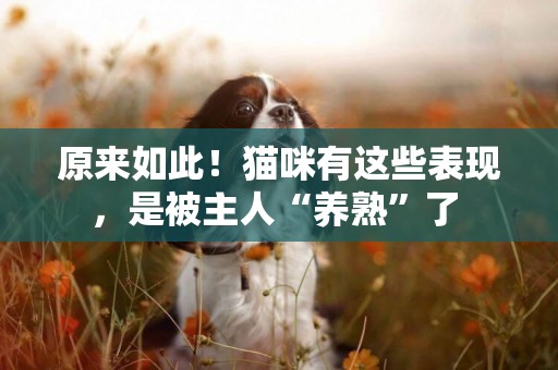 原來如此！貓咪有這些表現，是被主人“養熟”了 