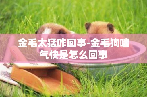 金毛太猛咋回事-金毛狗喘氣快是怎么回事