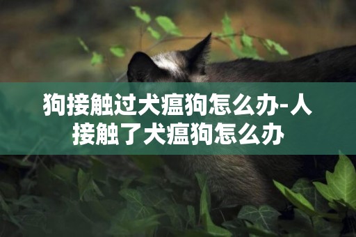 狗接觸過犬瘟狗怎么辦-人接觸了犬瘟狗怎么辦