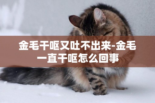 金毛干嘔又吐不出來-金毛一直干嘔怎么回事