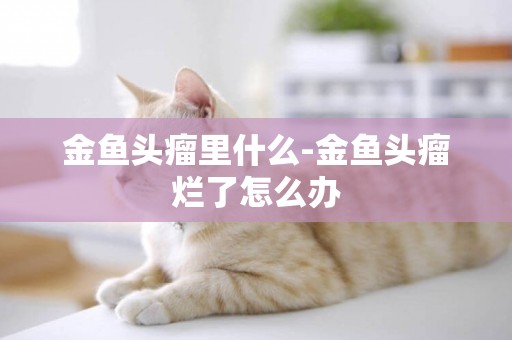 金魚頭瘤里什么-金魚頭瘤爛了怎么辦