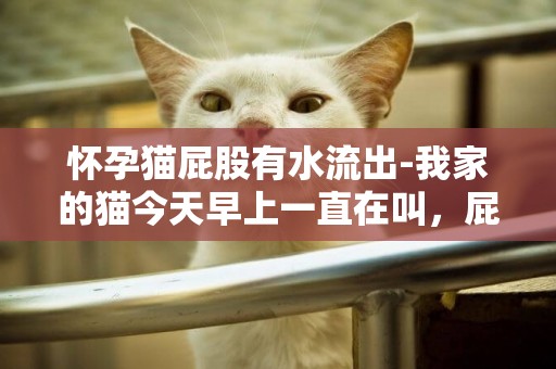 懷孕貓屁股有水流出-我家的貓今天早上一直在叫，屁股上也有水，是不是要生小貓了？