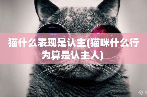 貓什么表現是認主(貓咪什么行為算是認主人) 