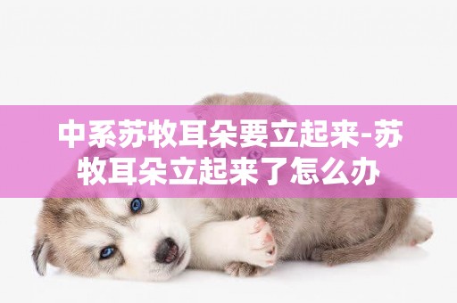 中系蘇牧耳朵要立起來-蘇牧耳朵立起來了怎么辦