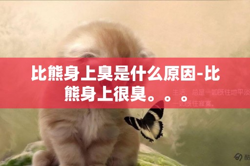比熊身上臭是什么原因-比熊身上很臭。。。