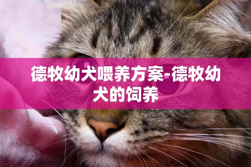 德牧幼犬喂養方案-德牧幼犬的飼養