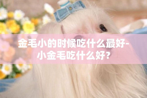 金毛小的時候吃什么最好-小金毛吃什么好？