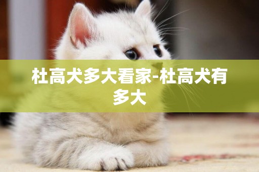杜高犬多大看家-杜高犬有多大
