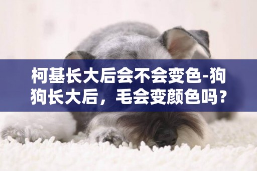 柯基長大后會不會變色-狗狗長大后，毛會變顏色嗎？
