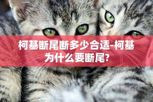 柯基斷尾斷多少合適-柯基為什么要斷尾?