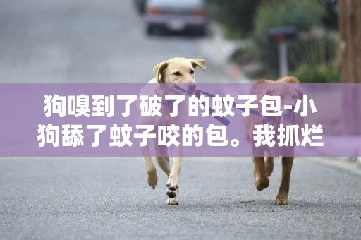狗嗅到了破了的蚊子包-小狗舔了蚊子咬的包。我抓爛了。