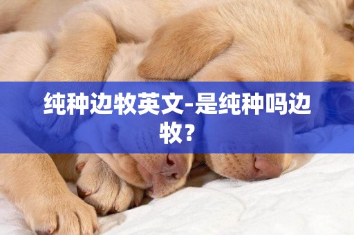 純種邊牧英文-是純種嗎邊牧？