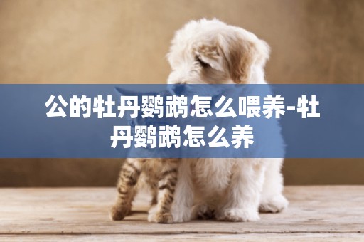 公的牡丹鸚鵡怎么喂養-牡丹鸚鵡怎么養