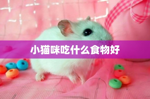 小貓咪吃什么食物好